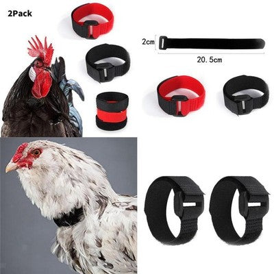 Chickens