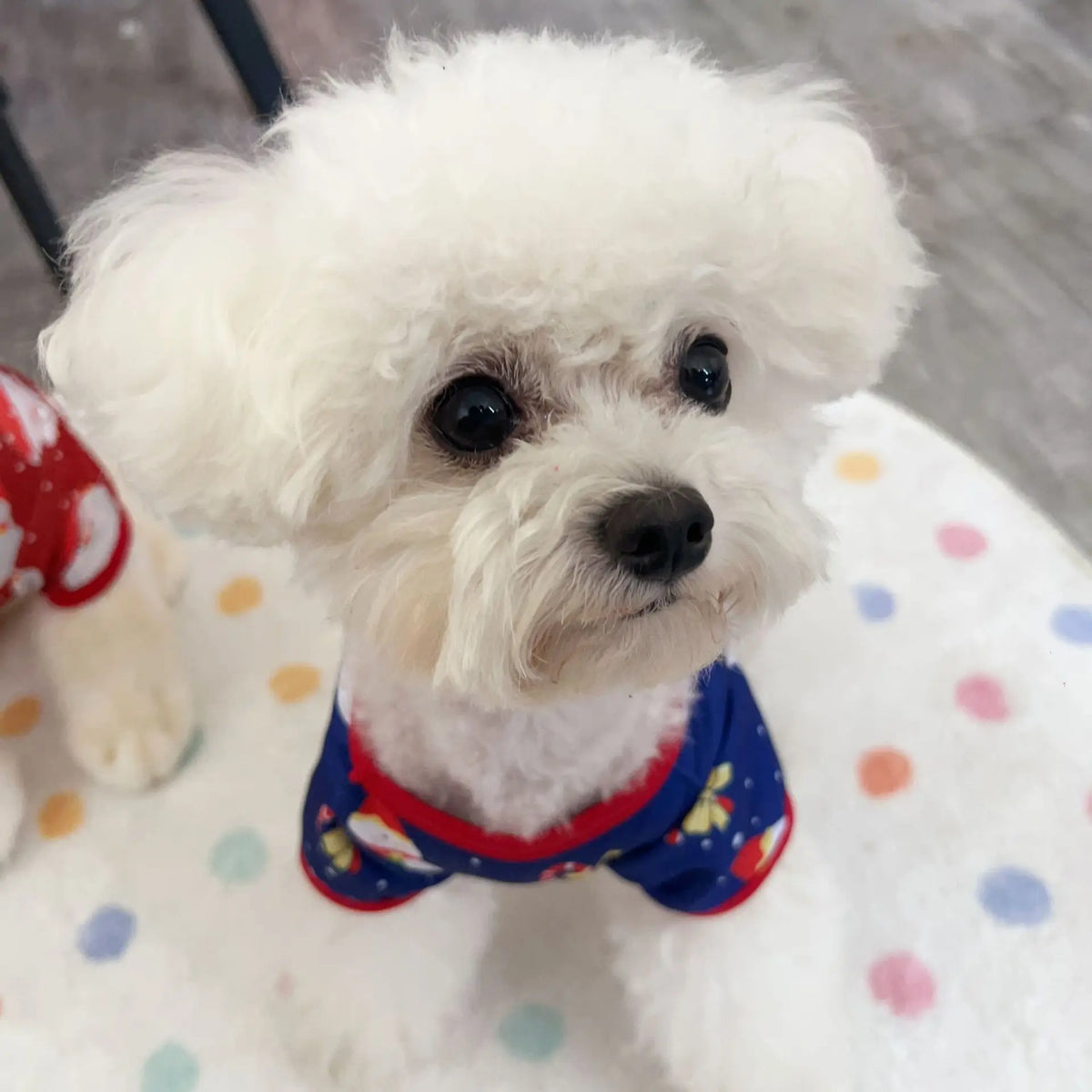 Christmas Dog Sweater CartoonPrint Teddy Bear Pet Hoodie –Cute Cat Puppy Knitted Jumper WarmXmas Costume Outfit Wholesale